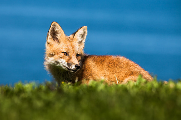 animaux-4312