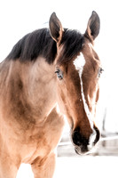 Chevaux 1