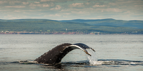 Baleines-1