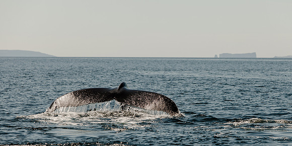 Baleines-2