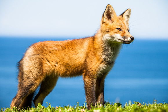 animaux-4322