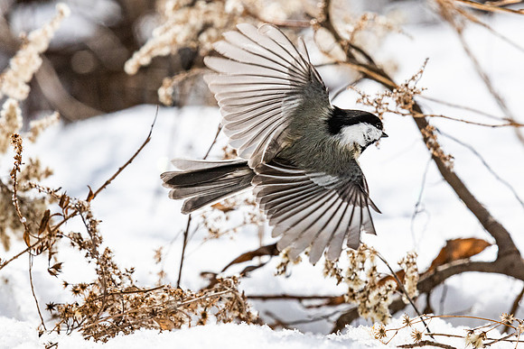 Chickadee-5042
