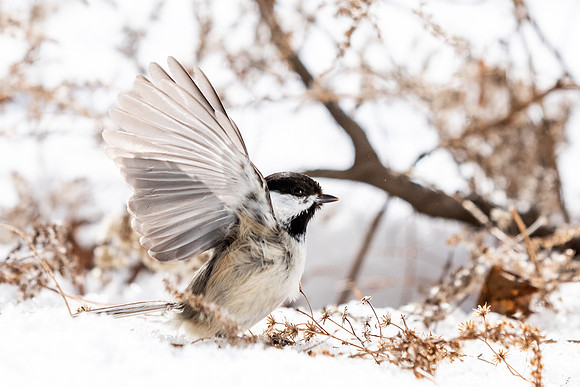 Chickadee-5475