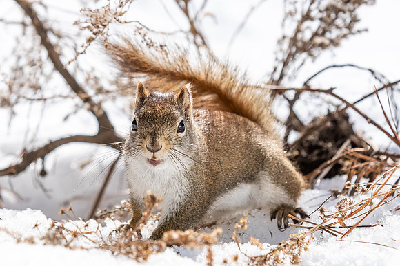 Squirrels-5621