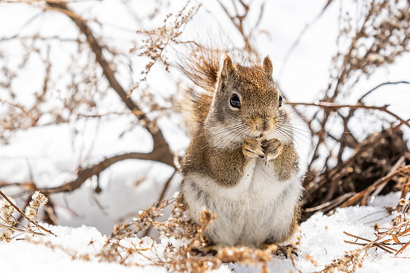 Squirrels-5626