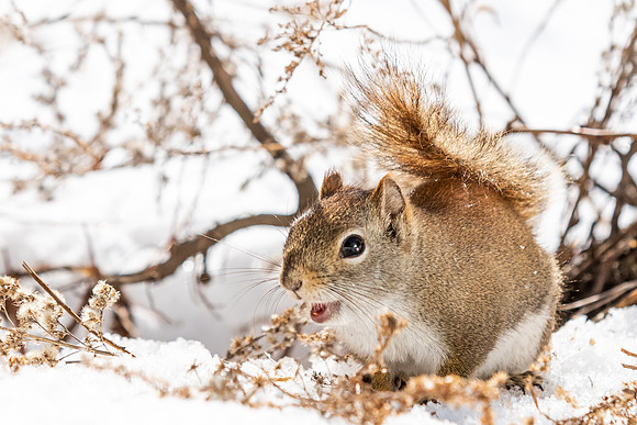 Squirrels-5635