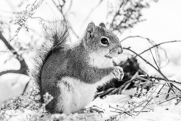 Squirrels-5642