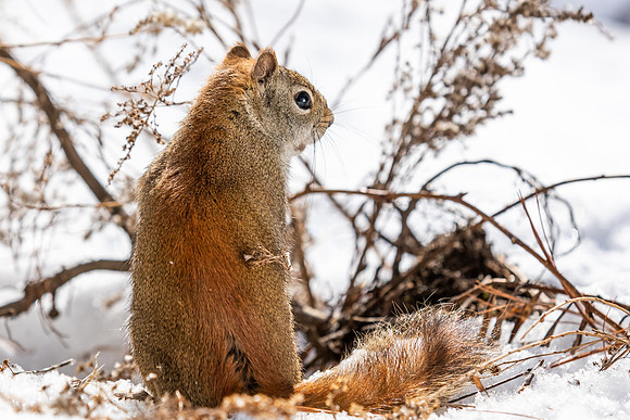 Squirrels-5677