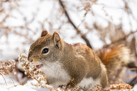 Squirrels-5706