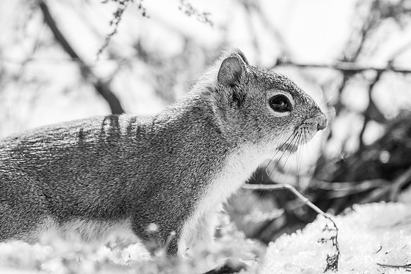 Squirrels-5726
