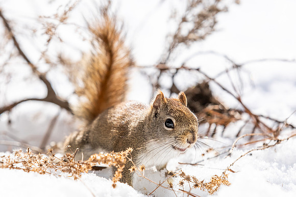 Squirrels-5750