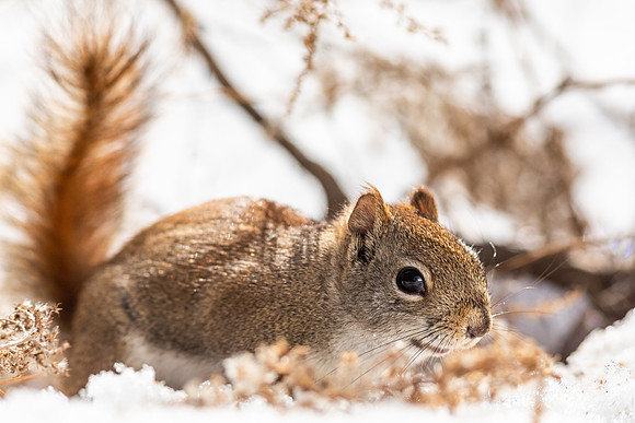Squirrels-9063
