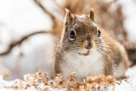 Squirrels-9089
