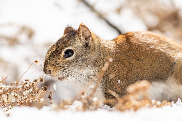 Squirrels-9267