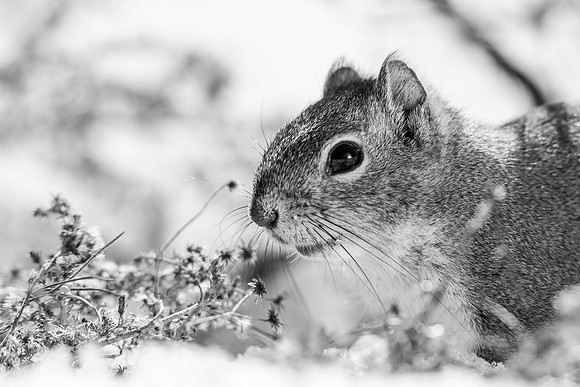 Squirrels-9272