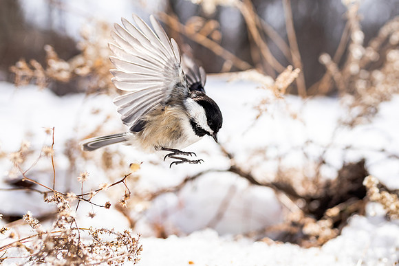 Chickadee-9440