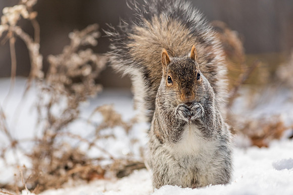 Squirrels-0497
