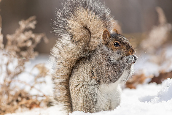 Squirrels-0517
