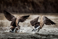 Animaux / Animals