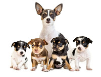 animaux-