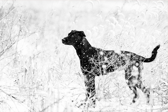 animaux-0327
