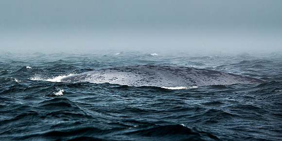 Baleine bleue 2032