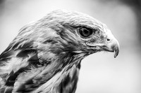 animaux-0208