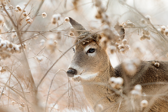 animaux-2011
