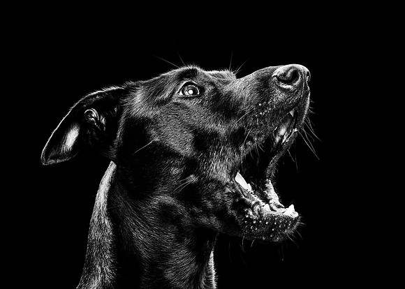 animaux-3869