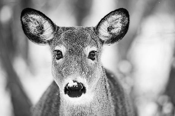 animaux-6681