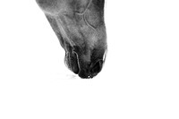 animaux-9652