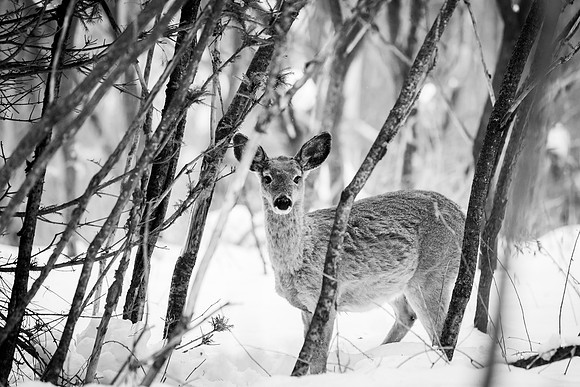 animaux-9798