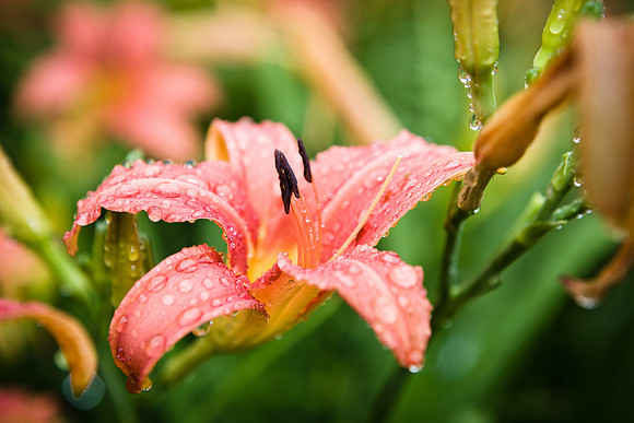 Nature-9852