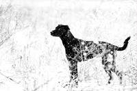 animaux-0327