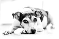 animaux-9506