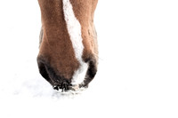 animaux-9566