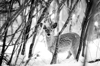 animaux-9798