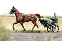 Chevaux_1533